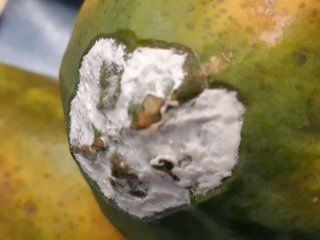 Papaya diseases and disorders